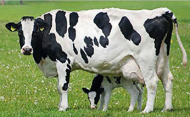 奶牛养殖将牛犊和母牛分开，它们真的不会难过吗？