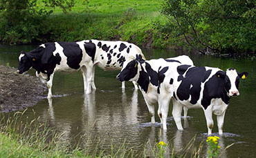 奶牛养殖的用水原则与技巧