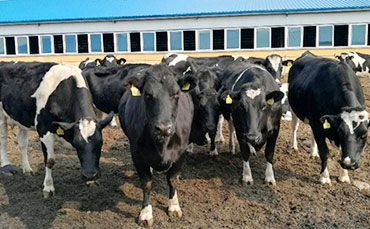 奶牛热应激容易引起的常见奶牛疾病