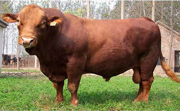 来自法国的肉牛品种——利木赞牛的品种特点及养殖技术