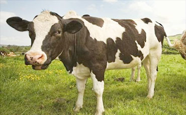 奶牛都是母的吗?公奶牛会产奶么？