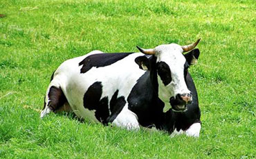 奶牛什么时候产奶？奶牛每天能产多少奶？