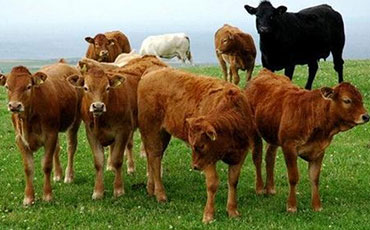 肉牛养殖小百科：比较好养的几种肉牛