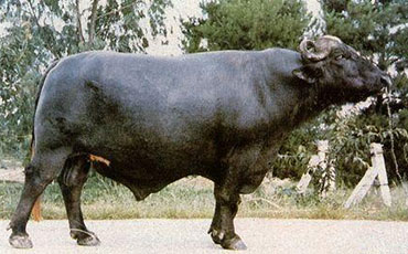 尼里-拉菲水牛体型外貌,尼里-拉菲水牛产肉性能