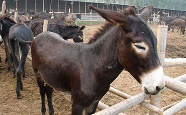 種公驢的配種與飼養