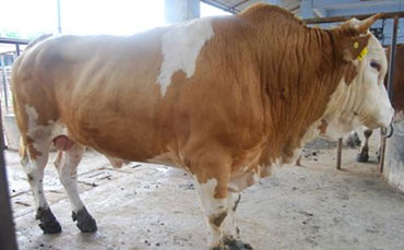 蜀宣花牛品种特点及养殖技术
