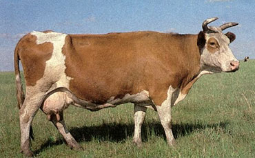 科尔沁牛外貌特征及养殖技术