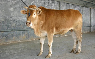 鲁西牛的生活习性及鲁西牛的繁殖性能