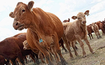 肉牛专家谈外来肉牛品种及其改良