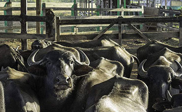 摩拉水牛繁殖性能和适应性能