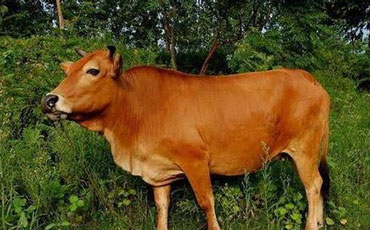 平陆山地牛的品种特征和饲养管理