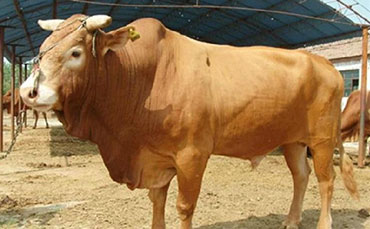 南阳牛的品种来源与变化和饲养管理