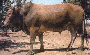 冀商牛的体型外貌,冀商牛的饲养管理