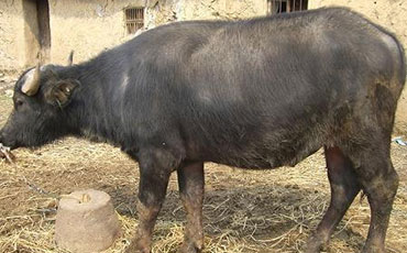 江淮水牛的品种来源与变化