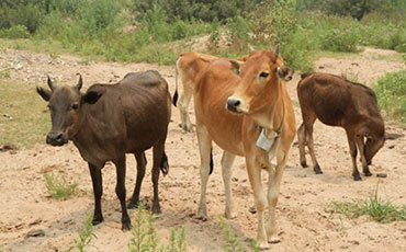 东流水牛的饲养管理,东流水牛的品种评价