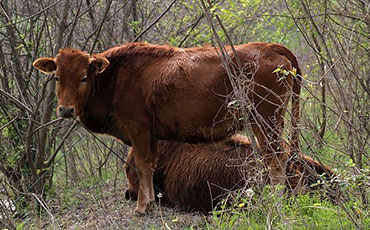大别山牛的品种特征和性能和品种评价