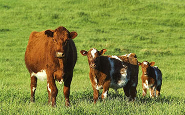 短角牛的特点,短角牛的产肉性能