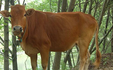南丹牛的体型外貌特征和饲养管理