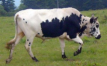 峨边花牛的品种特征和性能