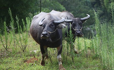 滇东南水牛的中心产区和分布
