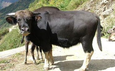 独龙牛的体型外貌特征和生产性能