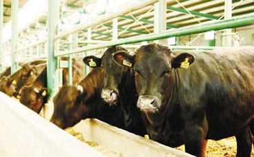 复州牛的体貌特征,复州牛的生产性能
