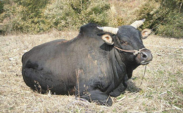 涪陵水牛的品种评价和品种保护
