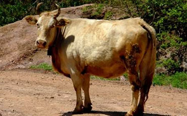 蒙山牛的品种形成和外貌特征