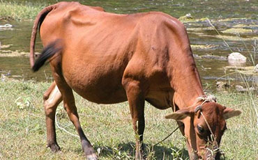 冀南牛的体型结构,冀南牛的体貌特征