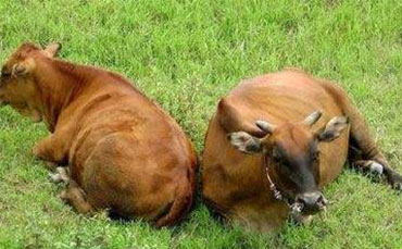 川南山地牛的品种特征和饲养管理