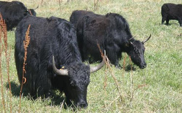麦洼牦牛的体尺与体重和产肉性能