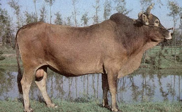 福安水牛的饲养管理,福安水牛的外貌特征