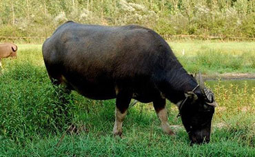 温州水牛的品种特征和性能