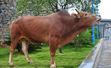 盘江牛的体型外貌和繁殖性能