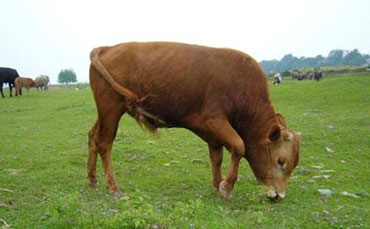 锦江牛的体型外貌特征和生产性能