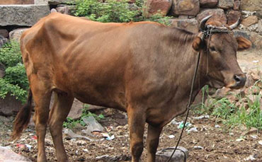 太行牛品种分布及体型外貌特征