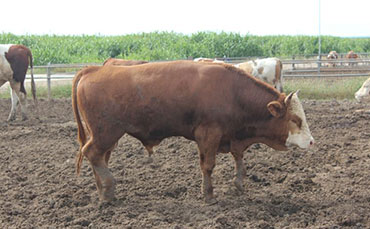 草原红牛的泌乳性能,草原红牛的产肉性能