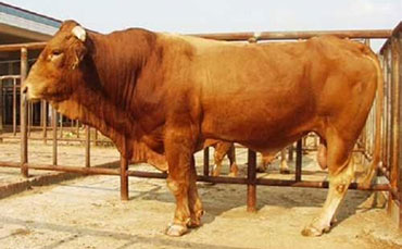 吉安牛的生产性能,吉安牛的体型外貌特征