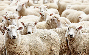 识羊性，养好羊！我国羊种类大全！