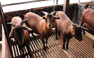 南江黄羊的生产性能和产地分布