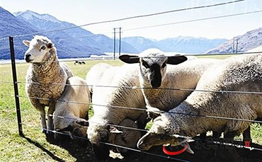 土奇代羊的品种特性和产地分布