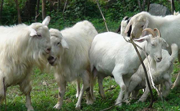马头山羊：肉皮兼用优良山羊品种