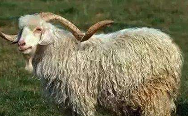 阿尔泰细毛羊,阿尔泰细毛羊品种介绍