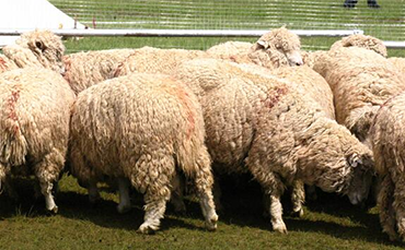 细毛羊新品种：高山美利奴羊的发展前景