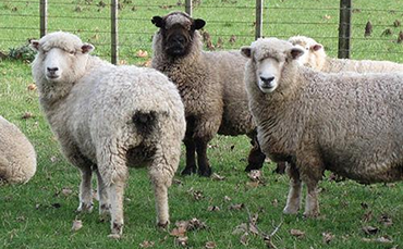 罗姆尼羊的产地分布和品种特征