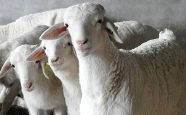 维登堡羊,维登堡羊品种特性,维登堡羊生产性能