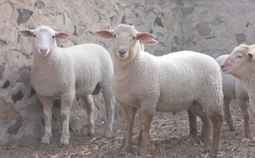 夏洛莱羊，一种优良肉羊品种介绍