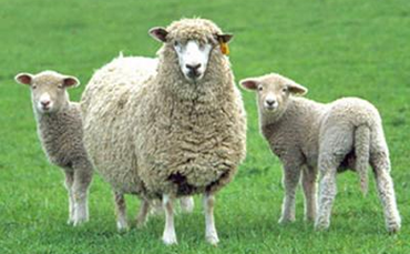 波德代羊的品种特性和产地分布