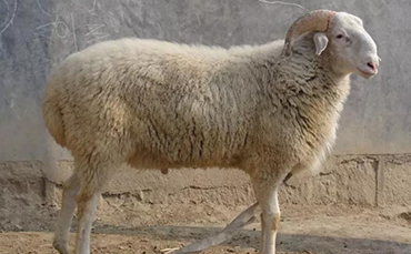 小尾寒羊引种养殖应注意的问题