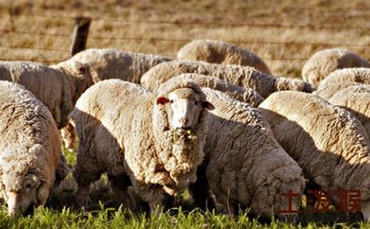 萨尔细毛羊的品种特征和生产性能